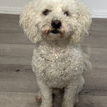 Diamond Dogs Mobile Spa - Pet Groomers Near Me - Van Nuys, California