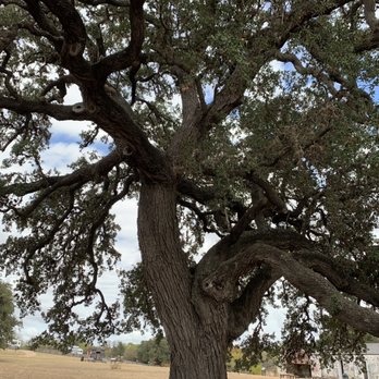 Fort Martin Scott - Beautiful tree on the fort - Landmarks & Historical Buildings Near Me - Fredericksburg, Texas Fort Martin Scott - Beautiful tree on the fort - Landmarks & Historical Buildings Near Me - Fredericksburg, Texas