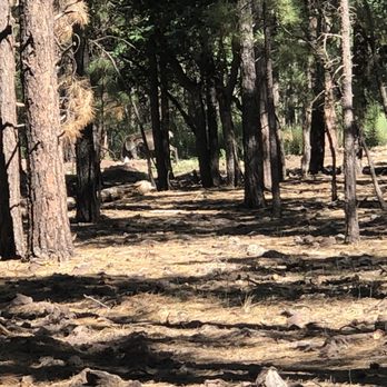 Bearizona - Zoos Near Me - Williams, Arizona