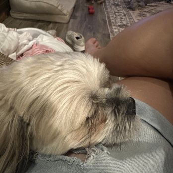 CH Pet Care - Sweet Olive getting some snuggle time. - Pet Sitting Near Me CH Pet Care - Sweet Olive getting some snuggle time. - Pet Sitting Near Me