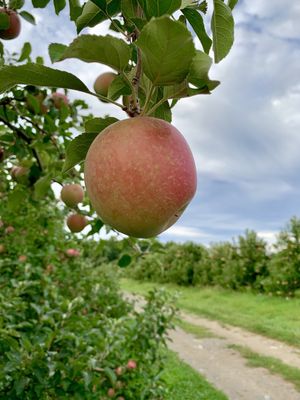 Clarke's Family Farm by null