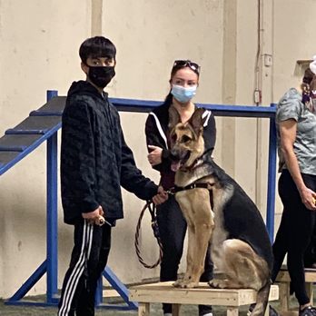 ACDT - Absolute Control Dog Training - Pet Training Near Me - Medford, New Jersey ACDT - Absolute Control Dog Training - Pet Training Near Me - Medford, New Jersey