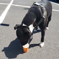 Thomas Hammer Coffee - Diesel enjoying his pupachino!