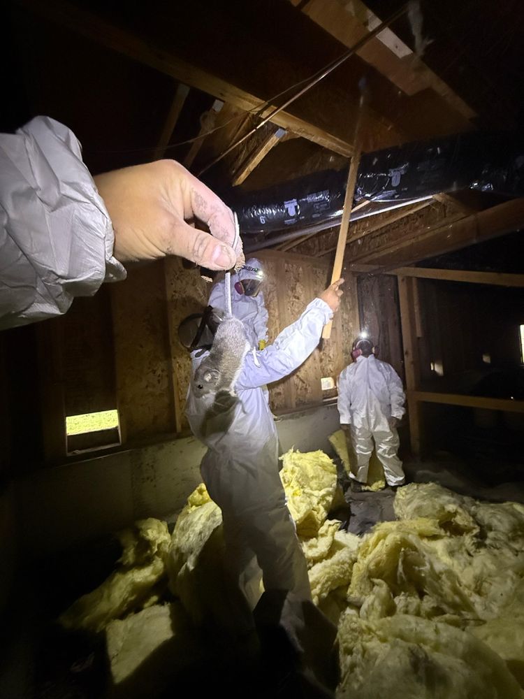 Attic Crawl