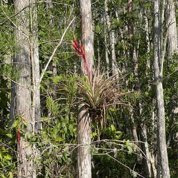 Audubon's Corkscrew Swamp Sanctuary - Hiking Near Me - Naples, Florida