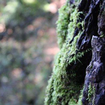 Castle Rock State Park - Parks Near Me - Los Gatos, California Castle Rock State Park - Parks Near Me - Los Gatos, California