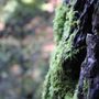Photo of Castle Rock State Park