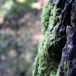 Castle Rock State Park