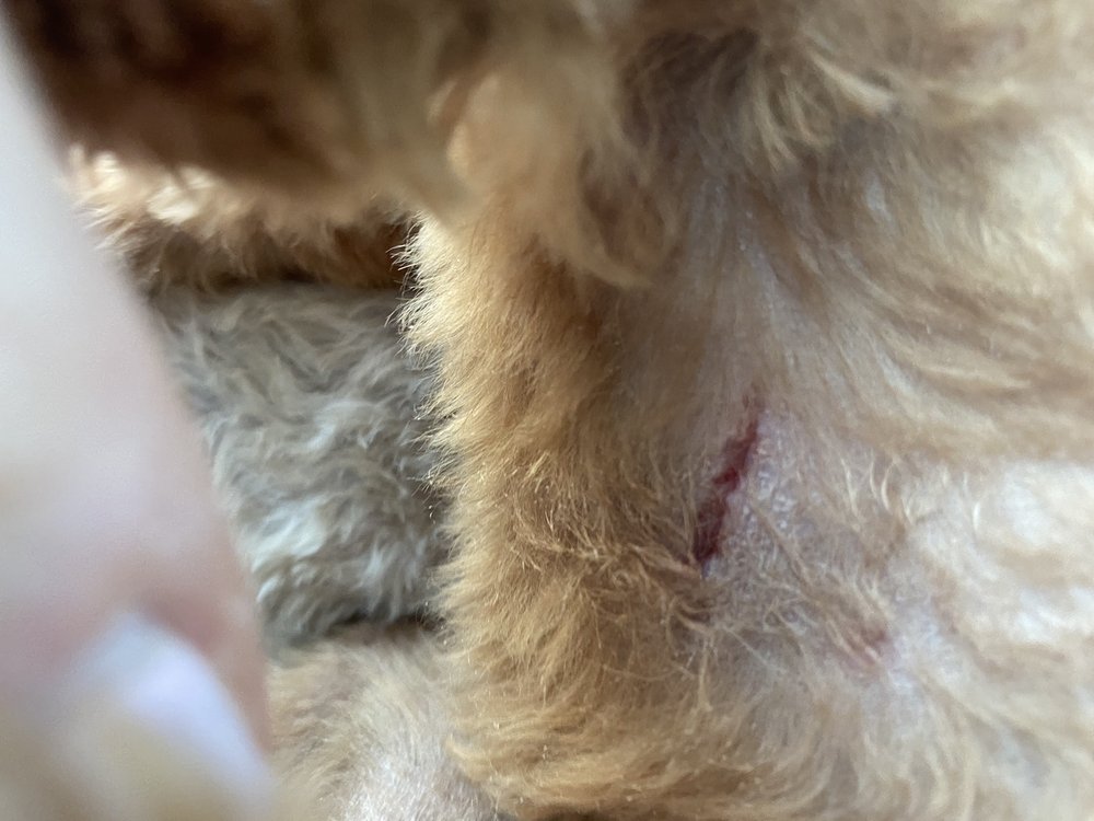 VIP GROOMING Updated September 2024 22 Photos & 36 Reviews 8255 W