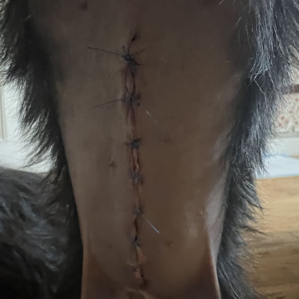Spay with Liver Biopsy