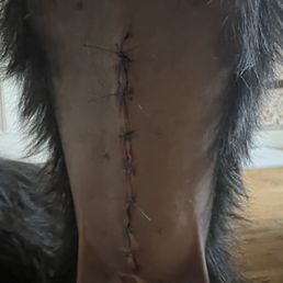 Spay with Liver Biopsy
