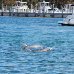 RIB Adventures Now - Dolphins in the wild