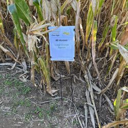 Etsch Farms