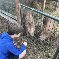 Little Hills Christmas Tree Farm - Piggies