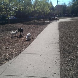 It's small dog day!
