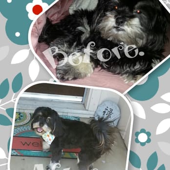 Poochie's Pet Club - Talia... Before and After her haircut. - Pet Groomers Near Me - Visalia, California Poochie's Pet Club - Talia... Before and After her haircut. - Pet Groomers Near Me - Visalia, California