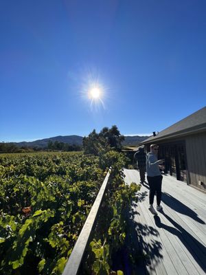 Whitehall Lane Winery by null