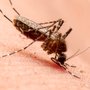 Photo of Bug Depot Termite & Pest Control