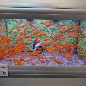 PetSmart - Goldfish for 49 cents - 2/2026 - Pet Training Near Me - Dublin, California
