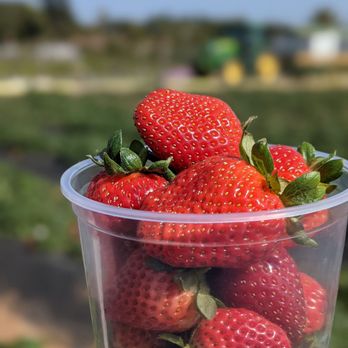 Mellano & Company - Strawberry u-pick - Florists Near Me - Oceanside, California