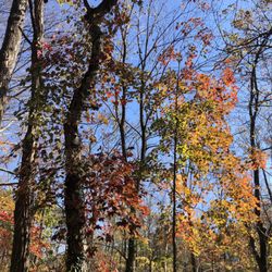 Trolley Trail - Fall colors