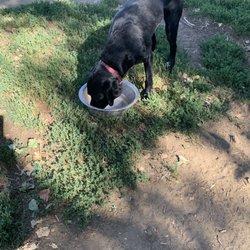 Grandview Dog Park - Grandview dog park