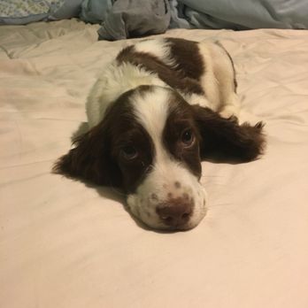 Hello Puppies - Pet Breeders Near Me - Temecula, California Hello Puppies - Pet Breeders Near Me - Temecula, California