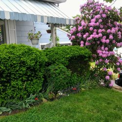 Walmart Garden Center - Rhody in bloom!