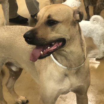 PetSmart - Buster's first day camp visit - Pet Training Near Me - Pasadena, California