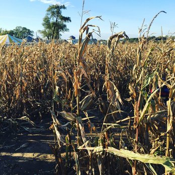 Konow's Corn Maze - Attraction Farms Near Me - Homer Glen, Illinois Konow's Corn Maze - Attraction Farms Near Me - Homer Glen, Illinois