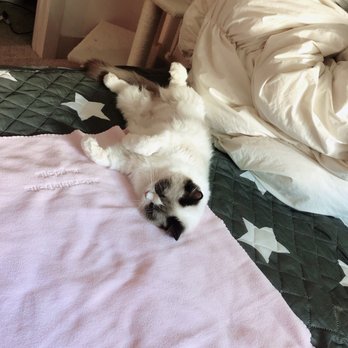 AdorableDolls Ragdolls - Zara - Pet Breeders Near Me AdorableDolls Ragdolls - Zara - Pet Breeders Near Me