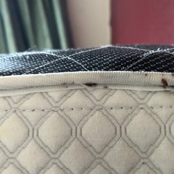 Chicago Pests
