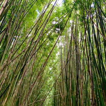 Hike Maui - House of Bamboo - Tours Near Me - Kahului, Hawaii Hike Maui - House of Bamboo - Tours Near Me - Kahului, Hawaii