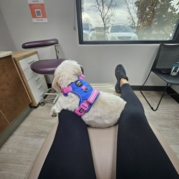 Lincoln Smiles - MOCHA, the office mascot, is such a loving fur baby. - General Dentistry Near Me - Lincoln, California Lincoln Smiles - MOCHA, the office mascot, is such a loving fur baby. - General Dentistry Near Me - Lincoln, California