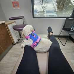 Lincoln Smiles - MOCHA, the office mascot, is such a loving fur baby.
