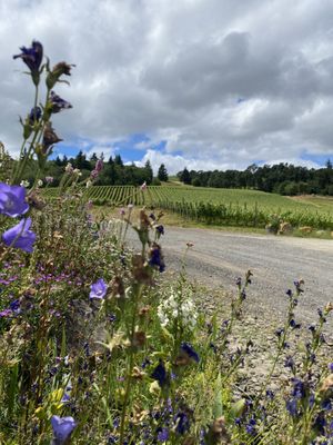 Cristom Vineyards by null