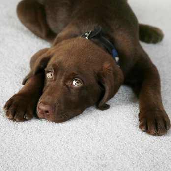 Doug's Chem-Dry - Carpet Cleaning Near Me - Columbia, Missouri Doug's Chem-Dry - Carpet Cleaning Near Me - Columbia, Missouri