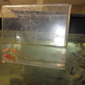 Great System For Catching Counting Feeder Fish Yelp