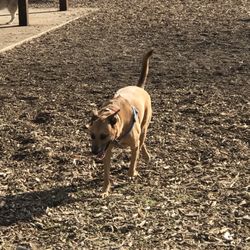 Sherwood Dog Park