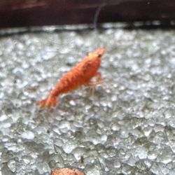 Bluewater Zoo - Shrimp