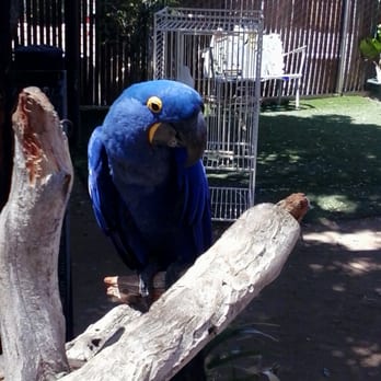Free Flight - Animal Shelters Near Me - Del Mar, California Free Flight - Animal Shelters Near Me - Del Mar, California