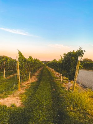 Kontokosta Winery by null
