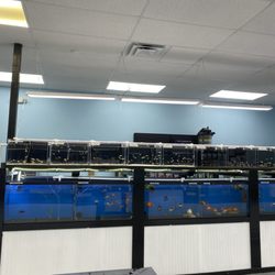 Mystical Ponds And Aquariums