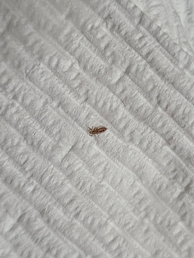 HEAD LICE TREATMENT OF SOUTH FLORIDA 15 Photos 7570 Raleigh St