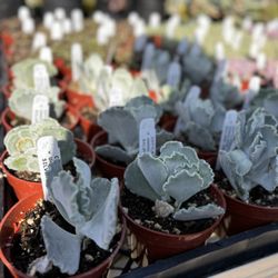 Poot's Cactus Nursery - Silver crown