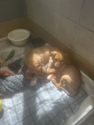 SPCA of Wake County by null