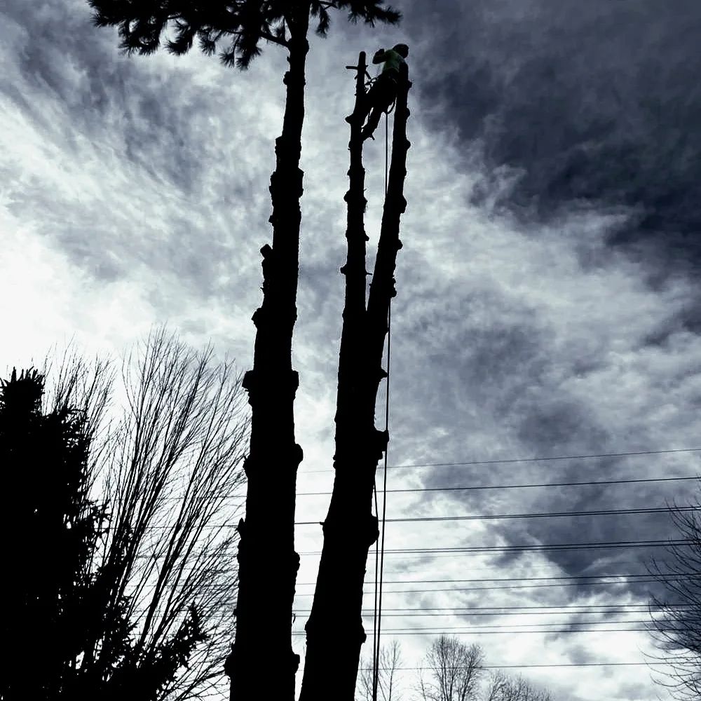 Isomes Tree Care - tree service in Boise, ID