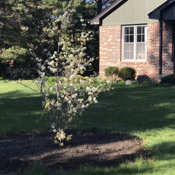Leppek Nursery & Garden Center - Serviceberry I'm in love with. - Nurseries & Gardening Near Me - Brighton, Michigan