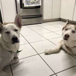 Doggos finally getting along after private training!