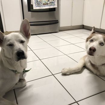 Applause Your Paws - Doggos finally getting along after private training! - Pet Training Near Me - Miami, Florida